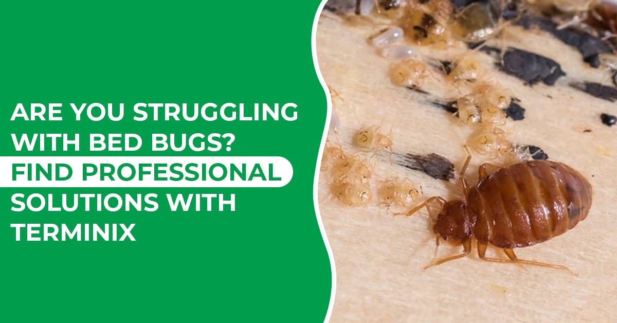 Bed Bug Problems? Get Professional Help Today
